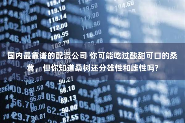 国内最靠谱的配资公司 你可能吃过酸甜可口的桑葚，但你知道桑树还分雄性和雌性吗?